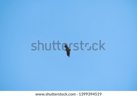 black eagle soaring in the blue sky