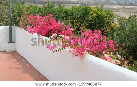 Pink flowers run along the edge of a whitewashed wall with the horizon in the background.