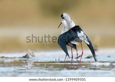 Mating couple of Black-winged stilt (Himantopus himantopus), very long-legged bird from a beautiful pond in South Moravia, Czech Republic