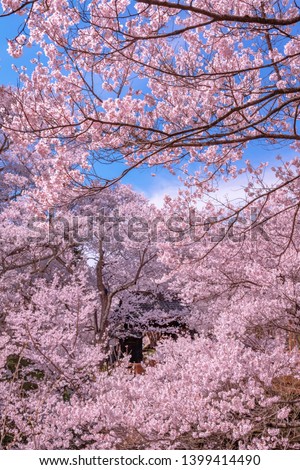 Takato Castle Cherry blossom,d (Sakura), Ina, Nagano Prefecture, Japan