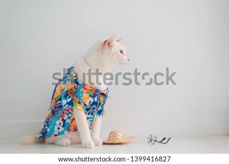 Funny cat going on vacation,wear beach shirt and hat in summer concept .