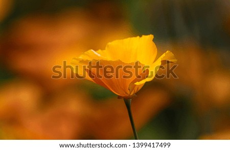 Close-up of California poppy among field of poppies