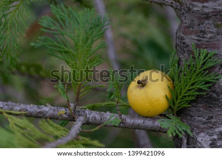 mini apple on a pine tree
