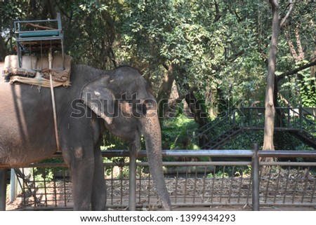 elephant
That was trained to assist in agriculture and tourism