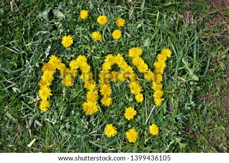 The word "May" is laid out from dandelions on a juicy bright summer grass.