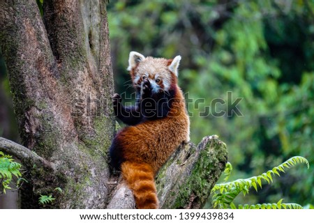 Famous Himalayan Red Panda at Darjeeling  