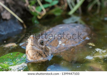 Asian leaf turtle (Cyclemys dentata) in the water