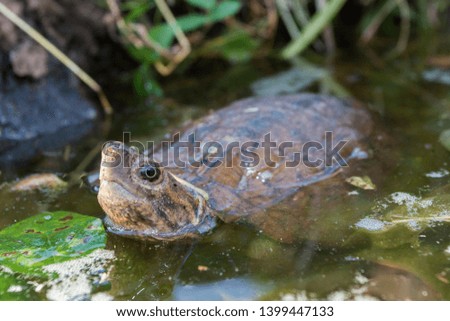 Asian leaf turtle (Cyclemys dentata) in the water