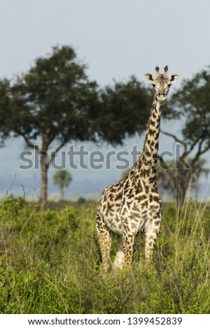 A wonderful photo on a giraffe spotted on a safari tour in Mikumi National Park in Tanzania, Africa. This elegant endangered animal is typical for savannah environment.