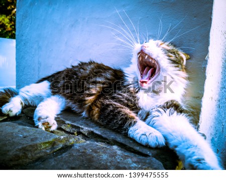 Fluffy cat sunbathing and yawning