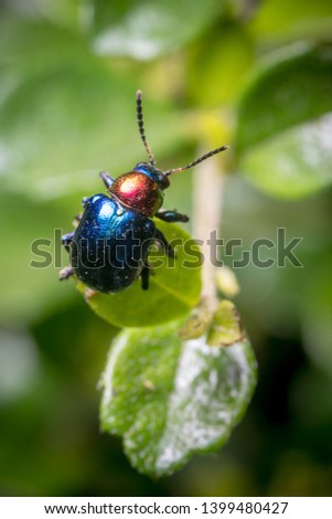 Close-up pictures of small blue insect on green leaves