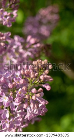 Blooming lilac. Beautiful spring vertical background, space for text.