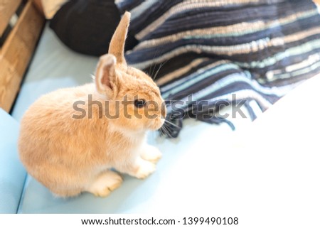 Close up gray baby rabbits 3 month old isolated on a coffee cafe background for children to feed animals. Short hair adorable baby rabbit, Beautiful easter bunny rabbit use for easter holiday concept