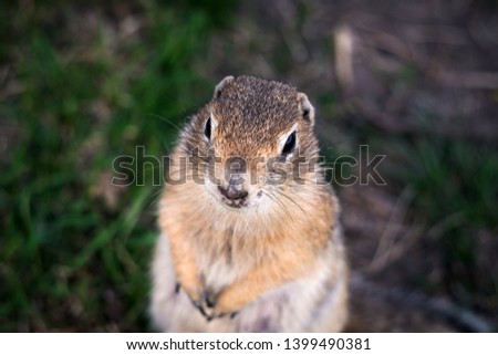 Gopher's portrait close up. ground squirrel close up. rodent portrait.