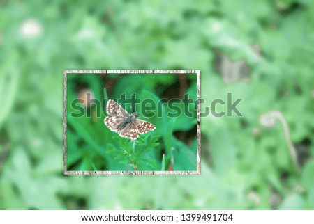 Beauty of nature. Small brown-white butterfly in wooden frame on a green grass. Sharp image in frame and blurred background out of frame. May use as notebook cover picture, calendar page or wallpaper.