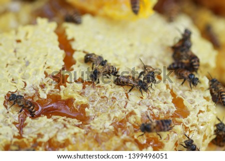 Working wild honey bee on honeycomb. Picture is of focus