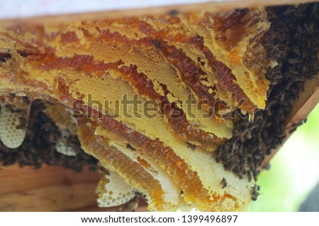 Working wild honey bee on honeycomb. Picture is of focus. Apiculture.