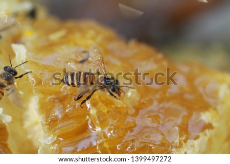 Working wild honey bee on honeycomb. Bee is drinking honey.Picture is of focus
