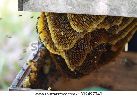 Working wild honey bee on honeycomb. Picture is of focus. Apiculture