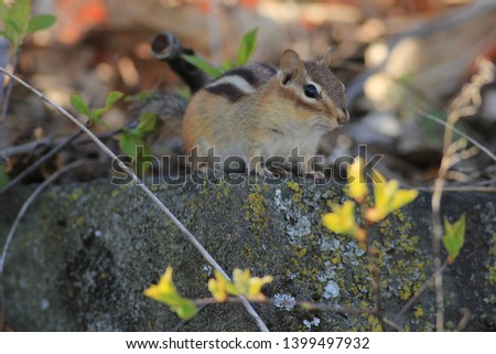 An early spring Chipmunk along the banks of the Hudson River in Sojourner Truth Park between Kingston and Saugerties.  