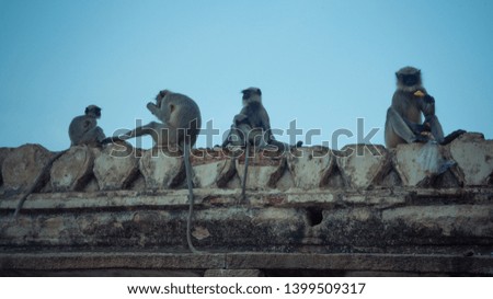 A group of Gray Langur sitting above the temple structure from Hampi 