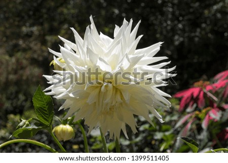 Beautiful White Flower In Home Garden