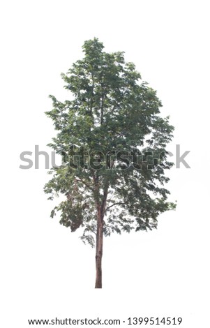 Tree isolated on white background. Burma padauk tree on white background..Clipping pa