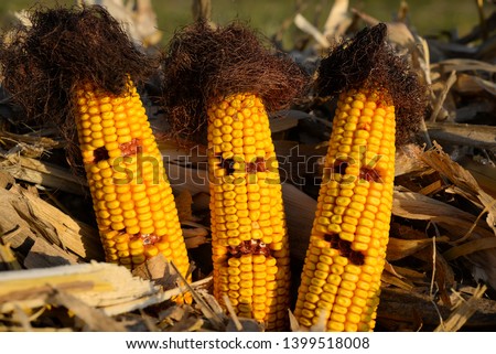 Funny corn face friends on the corn fields