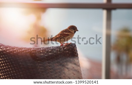 Closeup of tiny sparrow sitting on the backrest of a rattan chair in sunny day.
