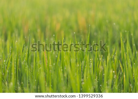 green background with leaves and flower