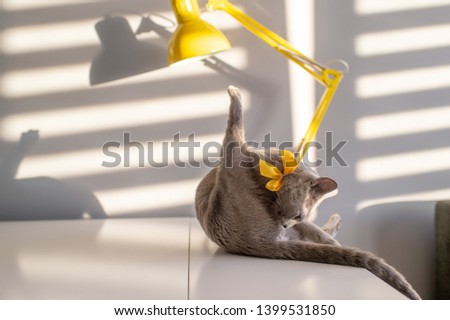 Soft focus fashion portrait of purebreed russian blue cat with decorative yellow bowtie over neck on table with lamp. Light and shadow falling through blinds on wall behind. Pussycat in home interior