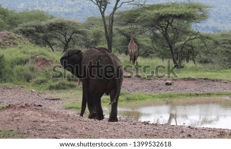 African Elephant Bull at the waterhole, Giraffe is looking in the Background. Serengeti Landscape