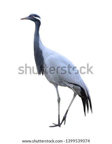 Demoiselle crane full length isolated on white background. Wild water birds. Royalty-Free Stock Photo #1399539074