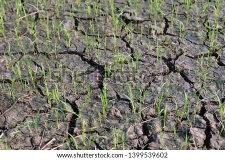 Arid rice fields The soil is broken by water. Rice seedlings sprout from the dry soil gradually grow. Is a picture that has hope to make life feel better