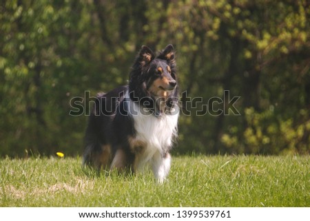 Long Haired Collie Images And Stock Photos Avopix Com