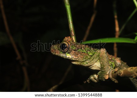 A sideview of a brown and green tree frog of the genus Osteocephalus, on a small branch