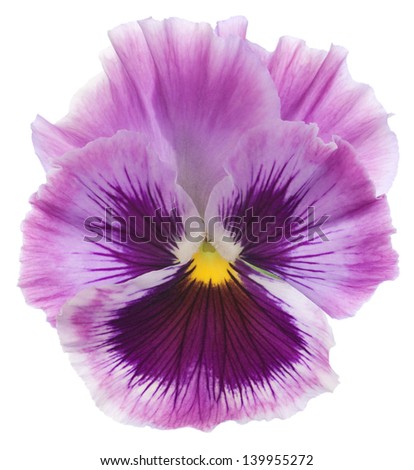 Studio Shot of Fuchsia Colored Pansy Flower Isolated on White Background. Large Depth of Field (DOF). Macro. Symbol of Fun and Reminiscence.