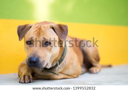 Portrait of a brown dog with yellow wall with selected focus