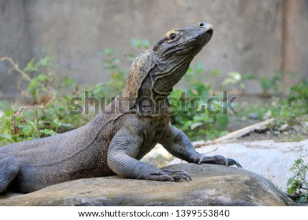Komodo dragon at the forest 