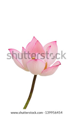 Lotus flowers on a white background.