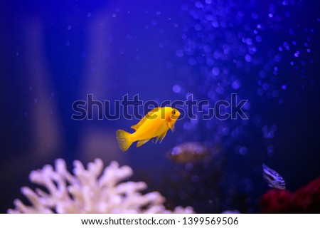 close up of exotic yellow fish on blue background