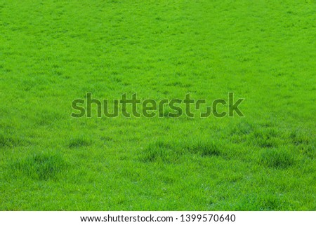 Natural green grass texture. Top view 