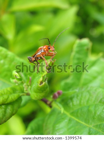 Macro of a soldier beetle on a leaf