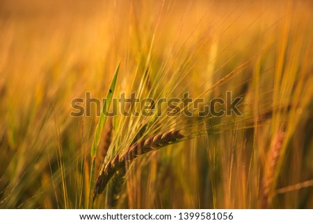 Yellow field maturing in the field
