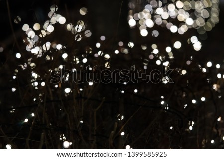 Lights in the bushes at night