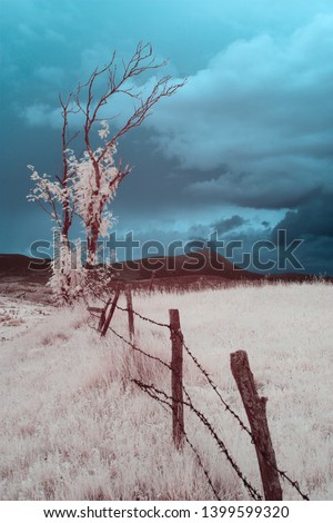 infrared photography. beautiful lonely tree in the sky many clouds.
