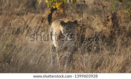 Close by, a leopard that creeps through the grassland in africa, concentrates and hunting on his prey.