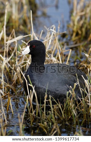 American Coot in the Marshland