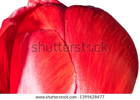 Macro picture of a petal of the red Tulip a symbol of love