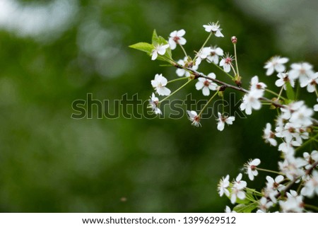 Small white tree flowers with blurred background